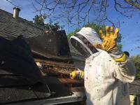 VIP Bee Rescue Bee Removal image 3